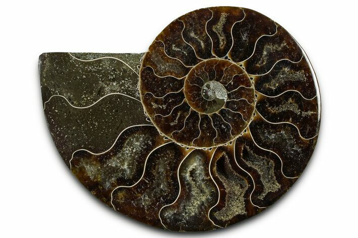 Cut & Polished Ammonite Fossil (Half) - Madagascar #377610